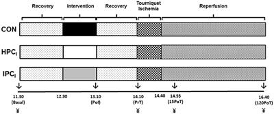 Hypoxic Air Inhalation and Ischemia Interventions Both Elicit Preconditioning Which Attenuate Subsequent Cellular Stress In vivo Following Blood Flow Occlusion and Reperfusion